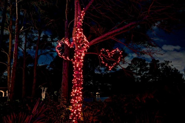 A tree with holiday lighting