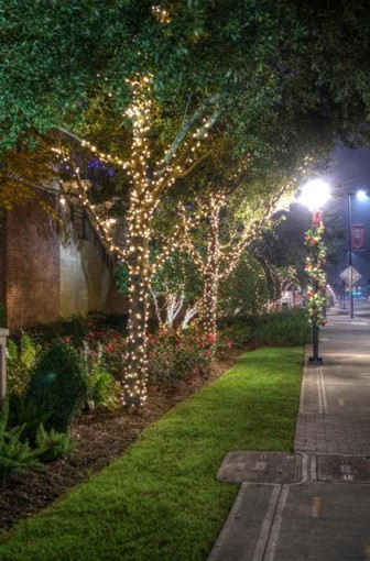 A tree with professional lighting